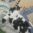 Fox terrier kiskutyák