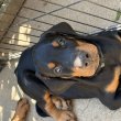 Dobermann kiskutyák családi, show és sport célra !