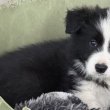     Törzskönyves Border Collie kölykök 