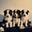     Törzskönyves Border Collie kölykök 