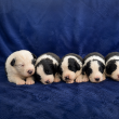     Törzskönyves Border Collie kölykök 
