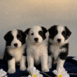     Törzskönyves Border Collie kölykök 