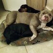 Szerető családját keresi egy American Bully lány 