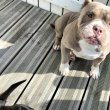 Szerető családját keresi egy American Bully lány 