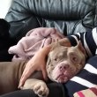 Szerető családját keresi egy American Bully lány 