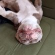 Szerető családját keresi egy American Bully lány 