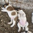 Fajtatiszta foxterrierek 