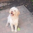 Lagotto kan fedez