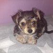 Yorkshire terrier kiskutya