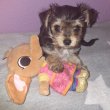 Yorkshire terrier kiskutya