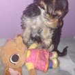 Yorkshire terrier kiskutya