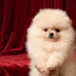 Pomerán BOO mackók, pomerániai törpe spitz 