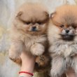 Pomerán BOO mackók, pomerániai törpe spitz 