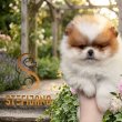 Pomerán BOO mackók, pomerániai törpe spitz 