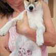 Fajtiszta Shiba inu kan kölyök