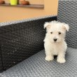 Westie kiskutyák