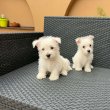 Westie kiskutyák