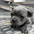 Eladó francia bulldog kiskutya