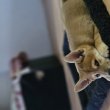 SHIBA INU KÖLYKÖK GAZDIT KERESNEK!