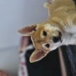 SHIBA INU KÖLYKÖK GAZDIT KERESNEK!