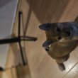 SHIBA INU KÖLYKÖK GAZDIT KERESNEK!