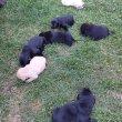 Labrador retriever kiskutya 