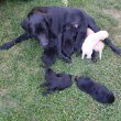 Labrador retriever kiskutya 