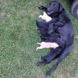 Labrador retriever kiskutya 