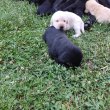 Labrador retriever kiskutya 