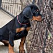 Extra minőségű Dobermann kiskutyák törzskönyvezve 
