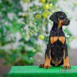 Extra minőségű Dobermann kiskutyák törzskönyvezve 