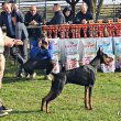 Extra minőségű Dobermann kiskutyák törzskönyvezve 