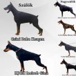 Extra minőségű Dobermann kiskutyák törzskönyvezve 