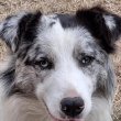 2èves Border Collie/Blue Merle