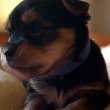 Színes Yorkshire Terrier