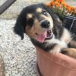 Fajtatiszta Border Collie kölykök