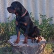 Eladó Rottweiler 