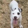Elado amerikai Stafordshire terrier kölyök