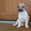 Jack Russell terrier kölykök 