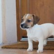 Jack Russell terrier kölykök 
