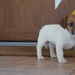 Jack Russell terrier kölykök 