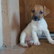 Jack Russell terrier kölykök 