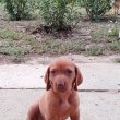 Vizsla kiskutya 