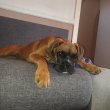 Boxer kislány 
