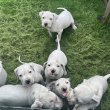 Argentin dog jellegű 
