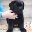 Cane Corso kölykök – ÚJ ALOM