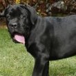 Cane Corso kölykök – ÚJ ALOM