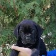 Cane Corso kölykök – ÚJ ALOM