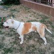Amerikai Staffordshire Terrier kan 