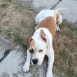 Amerikai Staffordshire Terrier kan 